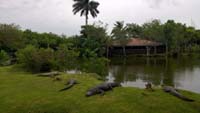 Nažraní domestikovaní aligátoři v Everglades