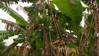 Volně rostoucí banány v Everglades